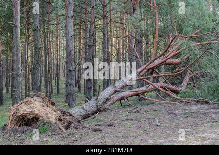Ein erwachsener Baum liegt nach einem Hurrikan auf dem Boden. Blick von der Seite der Wurzeln. Selektiver Fokus. Ohne Menschen Stockfoto