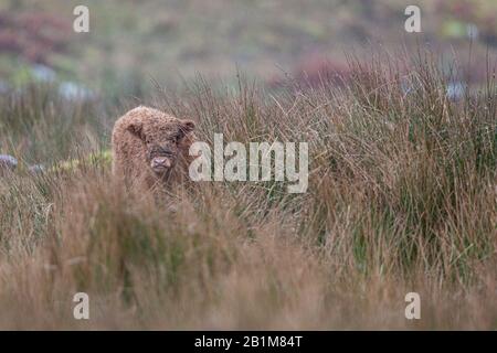 Highland Cow Kalb in langem Gras. Stockfoto