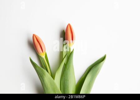 Zwei rote Tulpenblüten auf weißem Hintergrund flach lagen mit Kopiertempo. Saisonal, ostern, Frühlingsstimmung Hintergrund. Stockfoto