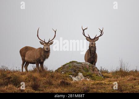 Red Deer Stag in Applecross, Schottland Stockfoto