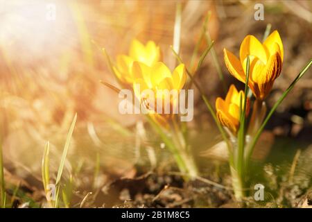 Gelbe Krokusse im Frühlingssonnen, geringe Schärfentiefe Stockfoto