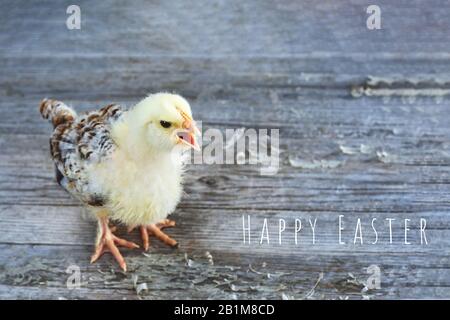 Flauschige Huhn auf Holztisch auf unscharfen Hintergrund Stockfoto