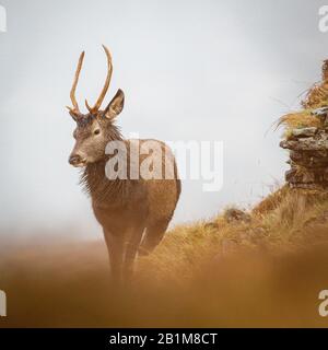 Red Deer Stag in Applecross, Schottland Stockfoto