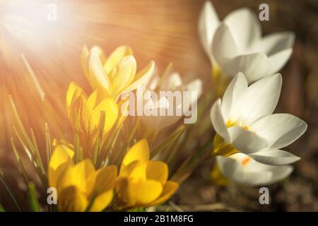 Gelbe und weiße Krokusse bei Frühlingssonne Stockfoto