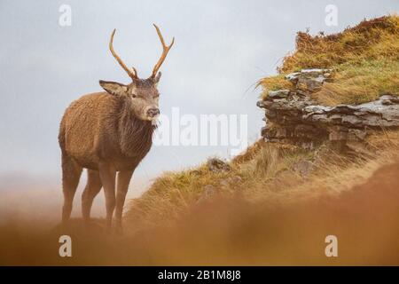 Red Deer Stag in Applecross, Schottland Stockfoto