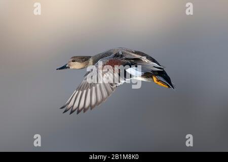 Fliegende gadwall-ente in Vancouver BC Kanada. Stockfoto