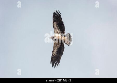 Fliegender jugendlicher Bald-Adler in Vancouver BC Kanada. Stockfoto