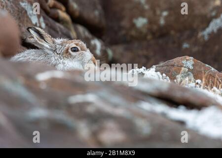 Mountain Hare, Applecross, Schottland. Stockfoto