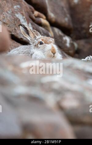 Mountain Hare, Applecross, Schottland. Stockfoto