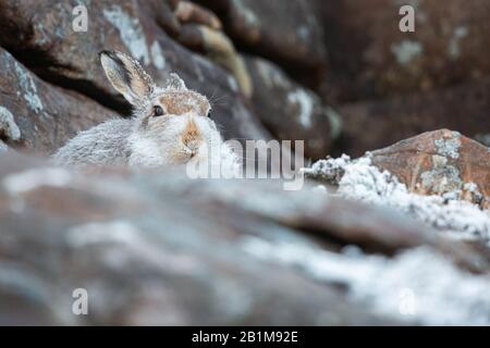 Mountain Hare, Applecross, Schottland. Stockfoto