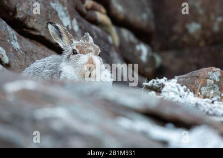 Mountain Hare, Applecross, Schottland. Stockfoto