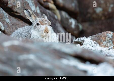 Mountain Hare, Applecross, Schottland. Stockfoto