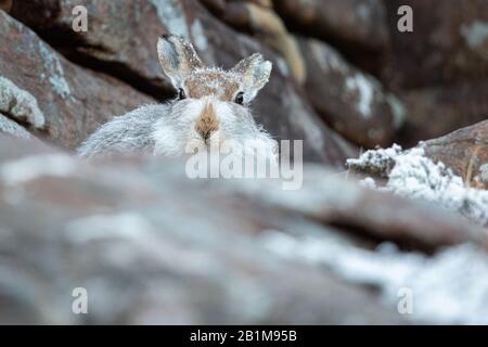 Mountain Hare, Applecross, Schottland. Stockfoto