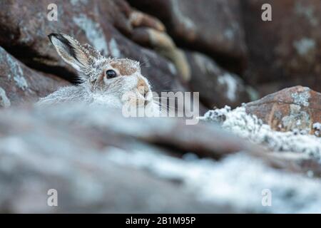 Mountain Hare, Applecross, Schottland. Stockfoto