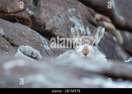 Mountain Hare, Applecross, Schottland. Stockfoto