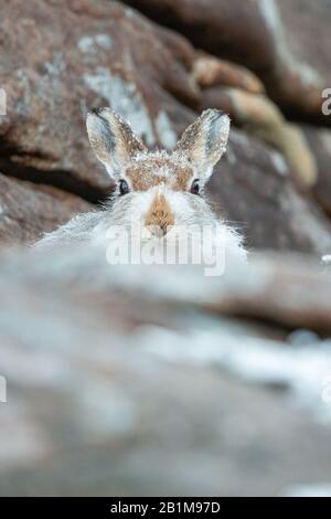 Mountain Hare, Applecross, Schottland. Stockfoto