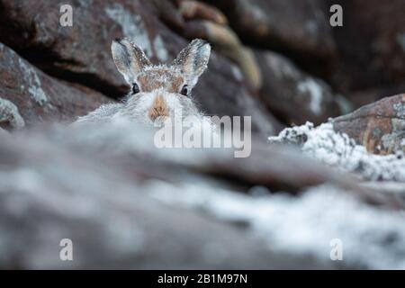 Mountain Hare, Applecross, Schottland. Stockfoto