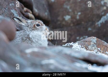 Mountain Hare, Applecross, Schottland. Stockfoto