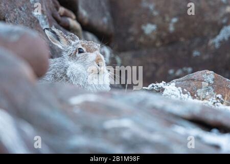 Mountain Hare, Applecross, Schottland. Stockfoto