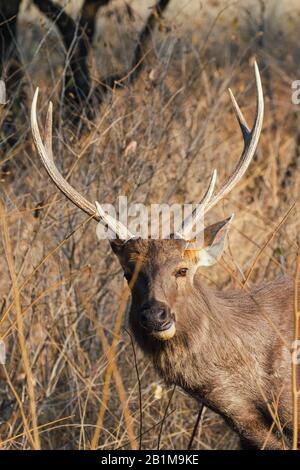 Sambar-Rehe in Indien Stockfoto