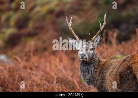 Red Deer Stag in Applecross, Schottland Stockfoto