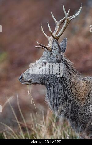 Red Deer Stag in Applecross, Schottland Stockfoto