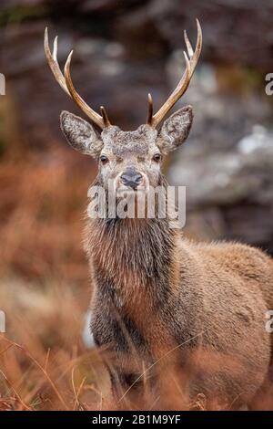 Red Deer Stag in Applecross, Schottland Stockfoto