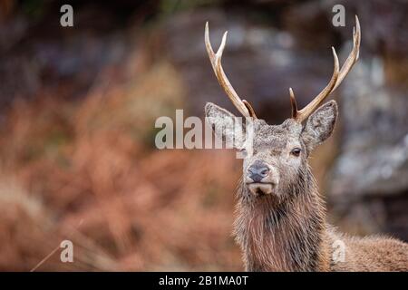 Red Deer Stag in Applecross, Schottland Stockfoto