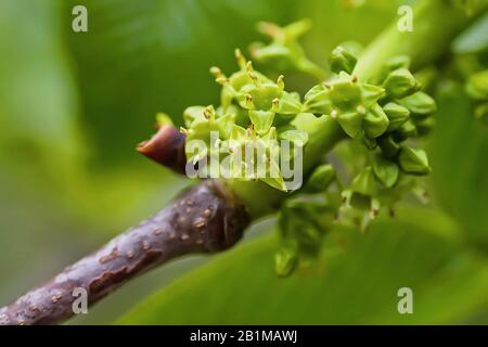 Euonymus europaeus, Spindel, Europäische Spindel oder gemeinsame Spindel, Fusoria, Fusanum, Ananbeam, Shemshad Rasmi zwittrige Blumen eher unauffällig Stockfoto