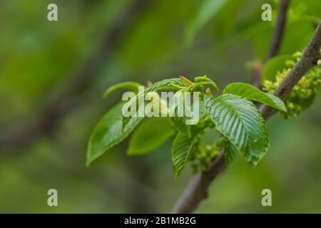 Euonymus europaeus, Spindel, Europäische Spindel oder gemeinsame Spindel, Fusoria, Fusanum, Ananbeam, Shemshad Rasmi zwittrige Blumen eher unauffällig Stockfoto