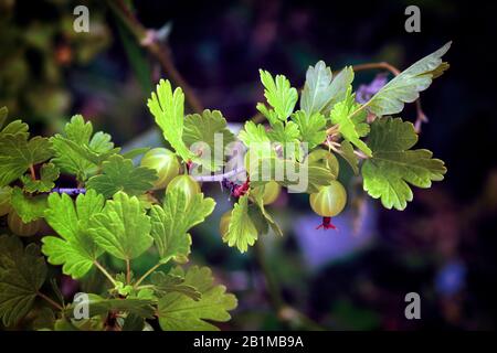 Stachelbeeren auf einem Busch. Gänsebeeren im Bio-Gemüsegarten. Die Stachelbeere oder Ribes uva-crispa auf dem grünen Hintergrund des Zweiges. Stockfoto