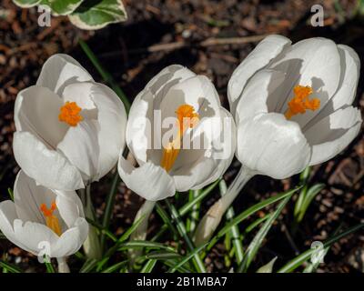 Nahaufnahme von vier hübschen weißen Krokusblüten mit Pollen bedeckten Staubblättern und Antheren Stockfoto