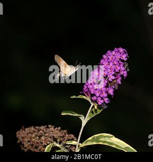 Hummingbird Hawk-moth (Macroglossum stellatarum), der sich von Buddleja ernährt Stockfoto