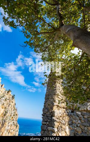 Kyrenia Mountains, Zypern - 10. Januar 2020: Ein Baum in der Nähe der Ruinen der Burg Saint Hilarion, die auf dem Kyrenia Gebirge liegt, auf Zypern in der Nähe Stockfoto