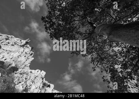 Kyrenia Mountains, Zypern - 10. Januar 2020: Ein Baum in der Nähe der Ruinen der Burg Saint Hilarion, die auf dem Kyrenia Gebirge liegt, auf Zypern in der Nähe Stockfoto