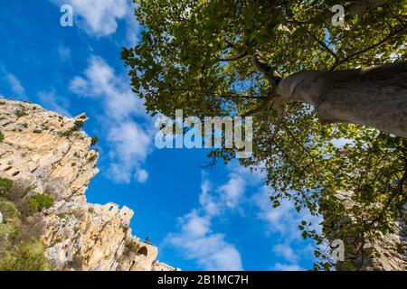 Kyrenia Mountains, Zypern - 10. Januar 2020: Ein Baum in der Nähe der Ruinen der Burg Saint Hilarion, die auf dem Kyrenia Gebirge liegt, auf Zypern in der Nähe Stockfoto