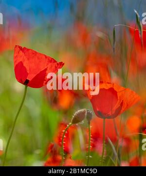 Die Felder der Provence. Mohnblumen und Lavendel. Stockfoto