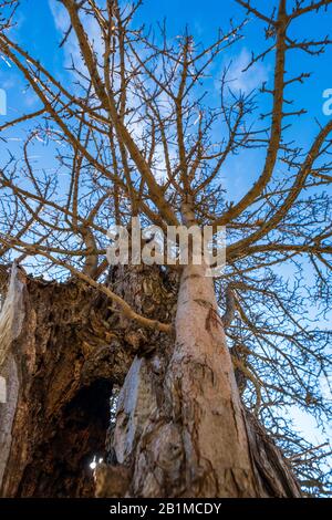 Kyrenia Mountains, Zypern - 10. Januar 2020: Ein toter Baum in der Nähe der Ruinen der Burg Saint Hilarion, die auf dem Kyrenia Gebirge liegt, auf Zypern Stockfoto
