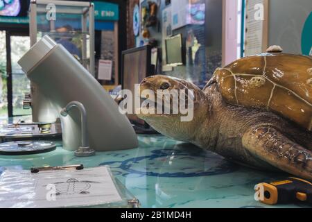 JEKYLL ISLAND, GEORGIA - 17. SEPT. 2019: Georgia Sea Turtle Center mit pädagogischen Ausstellungen. Stockfoto