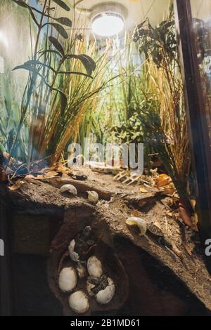 Jekyll ISLAND, GEORGIA - 17. SEPTEMBER 2019: Georgia Sea Turtle Education Center, Turtle Nest Ausstellung Stockfoto