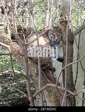 Großbritannien, Welwyn - Oktober 2017: Asiatische Wildkatze in Gefangenschaft - in einem Baum sitzend Stockfoto