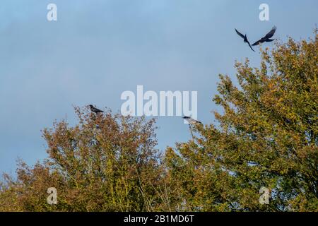 Saatkrähen (Corvus frugilegus) in Baumkronen Stockfoto