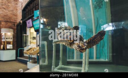 Jekyll ISLAND, GEORGIA - 17. SEPTEMBER 2019: Bildungszentrum Georgia Sea Turtle. Babyschildkröte im Tank. Stockfoto