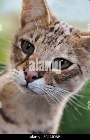 Großbritannien, Welwyn, Cat Survival Trust - Oktober 2015: Savannah CAT in Gefangenschaft Stockfoto