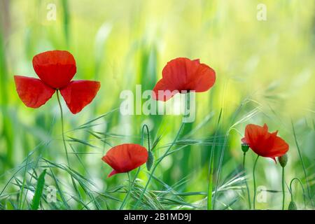 Die Felder der Provence. Mohnblumen und Lavendel. Stockfoto