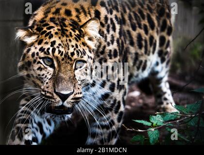 Großbritannien, Welwyn - Oktober 2017: Amur Leopard in Gefangenschaft - Nahaufnahme Stockfoto