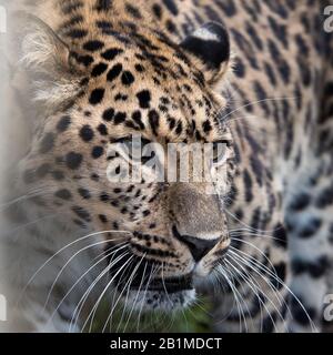 Großbritannien, Welwyn - Oktober 2017: Amur Leopard in Gefangenschaft - Nahaufnahme Stockfoto