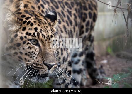 Großbritannien, Welwyn - Oktober 2017: Amur Leopard in Gefangenschaft - Nahaufnahme Stockfoto