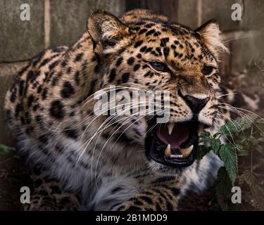 Großbritannien, Welwyn - Oktober 2017: Amur Leopard in Gefangenschaft - Nahaufnahme Stockfoto