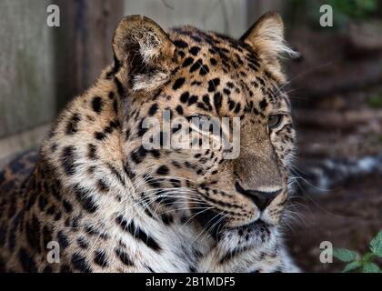 Großbritannien, Welwyn - Oktober 2017: Amur Leopard in Gefangenschaft - Nahaufnahme Stockfoto